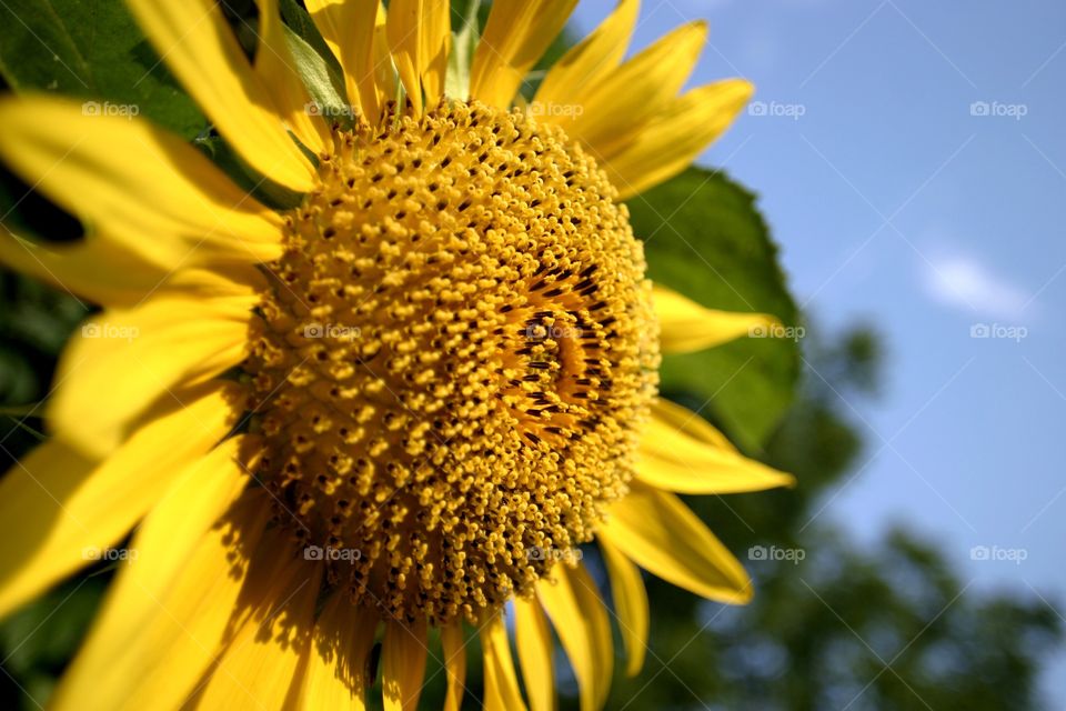 Yellow Sunflower against blue sky