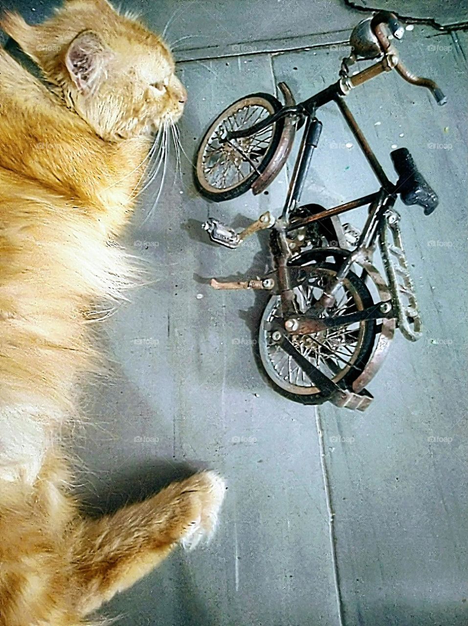 The world of liliput