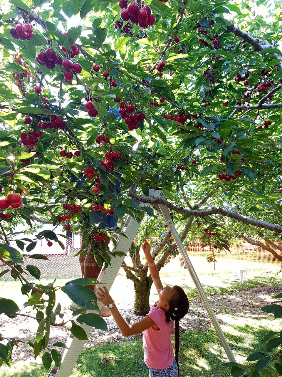 Picking up cherries from a tree