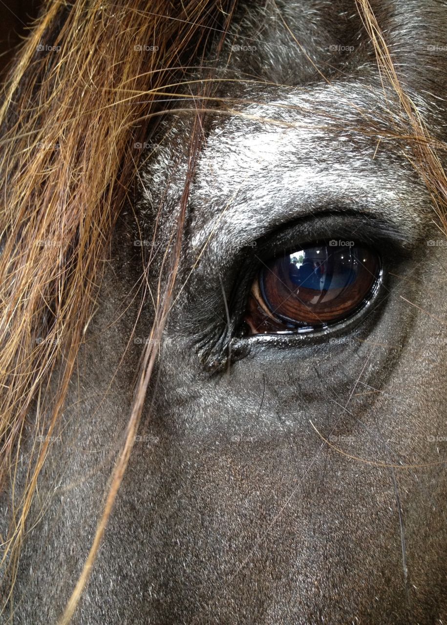 Close-up of a horse eye