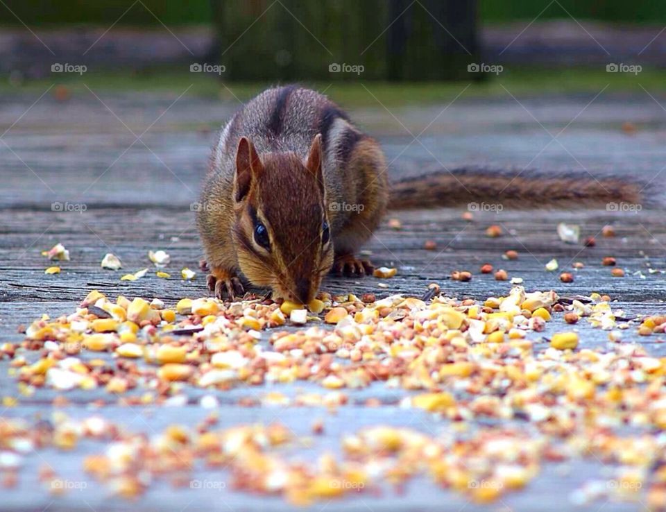 Chipmunk Buffet 