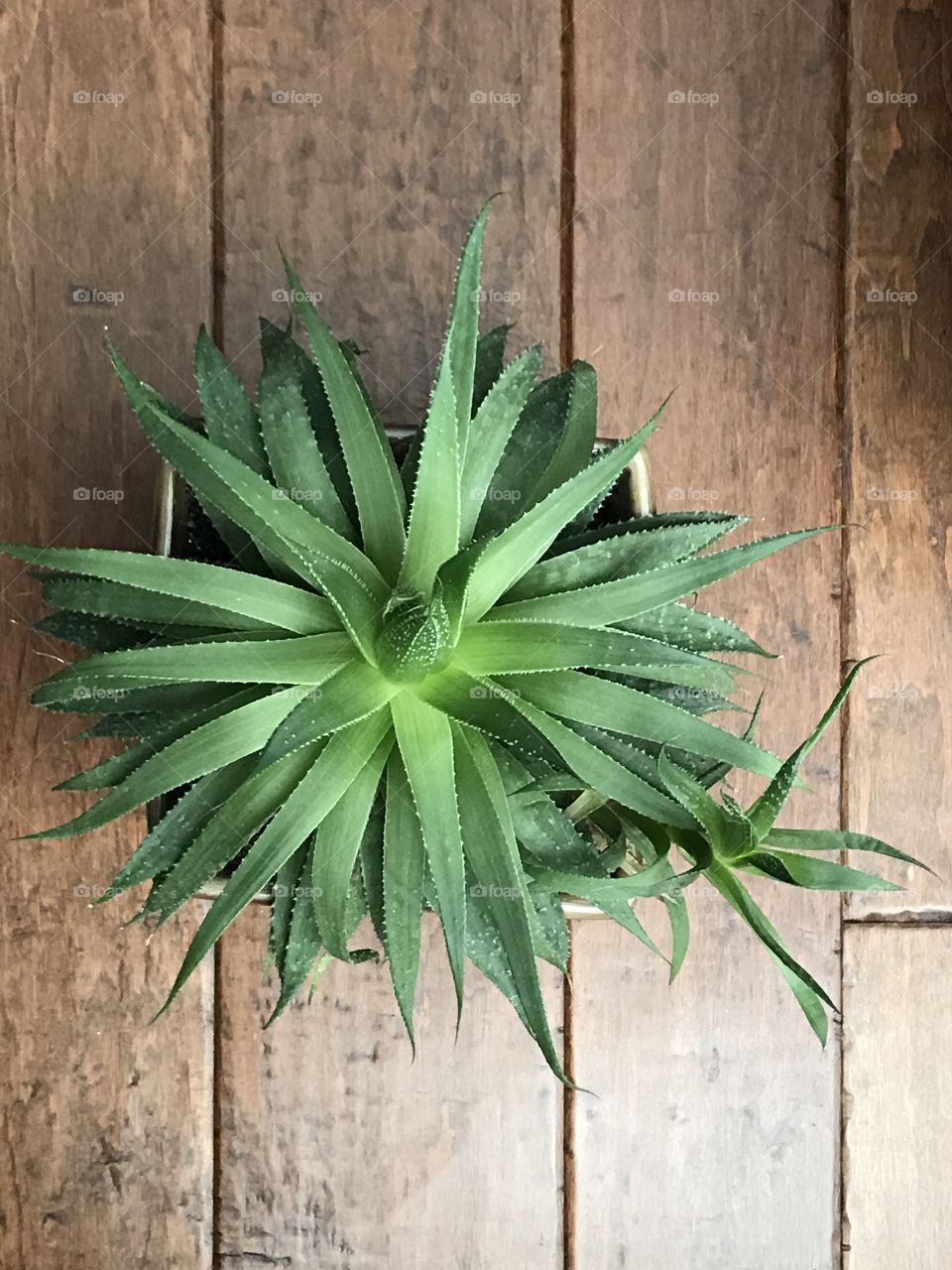 High angle view of house plants