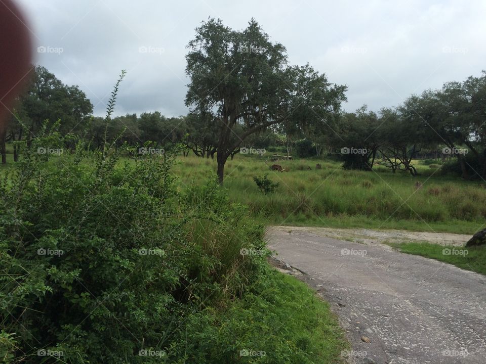 Landscape, Tree, No Person, Road, Nature