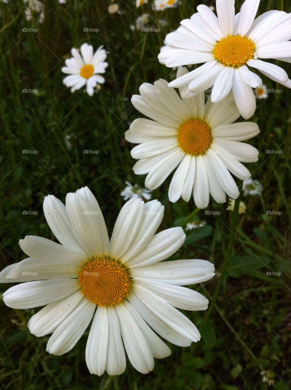 sweden flowers meadow botany by bj