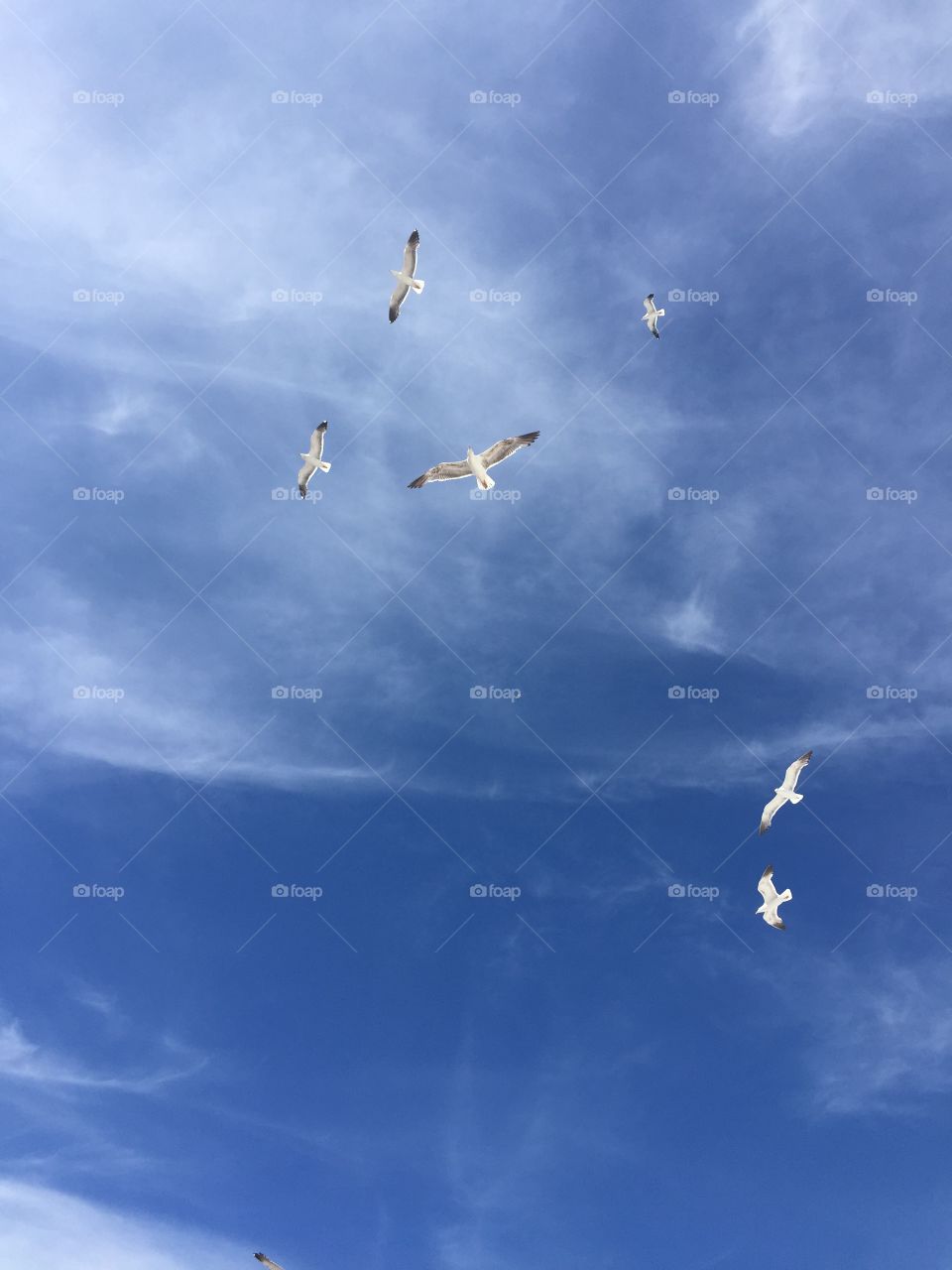 Shy seagulls in a blue sky, wildlife 