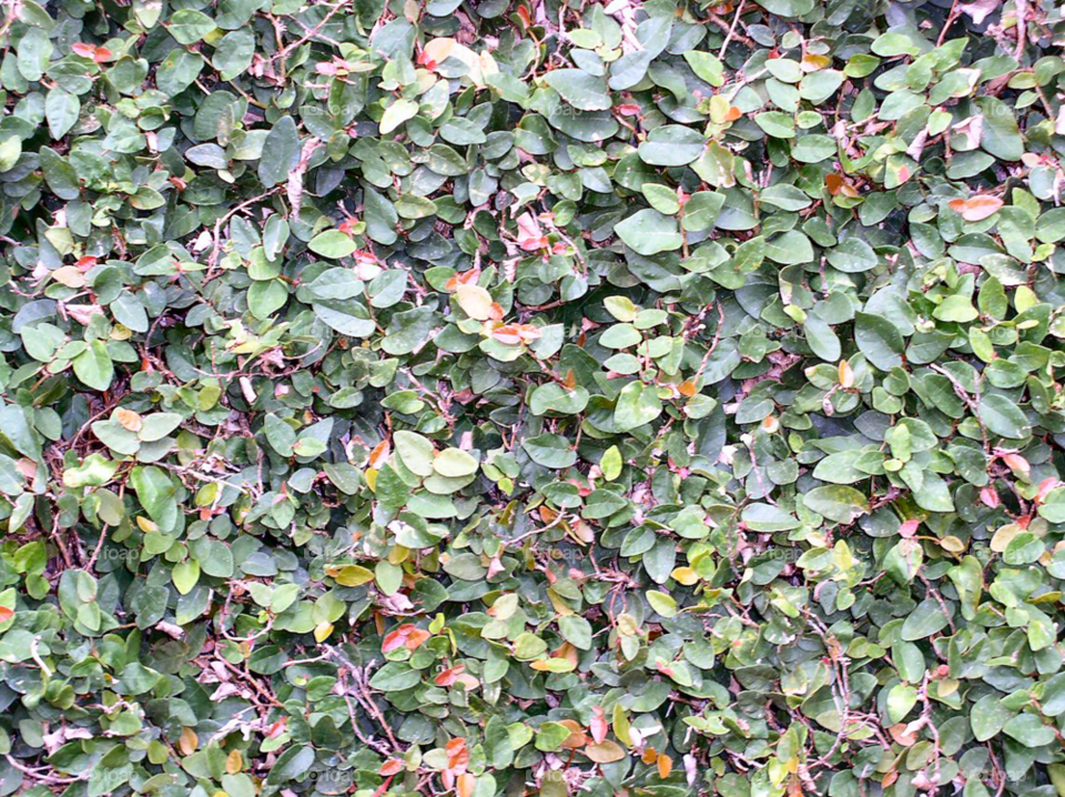 Leaf, Texture, Tree, Shrub, Flora