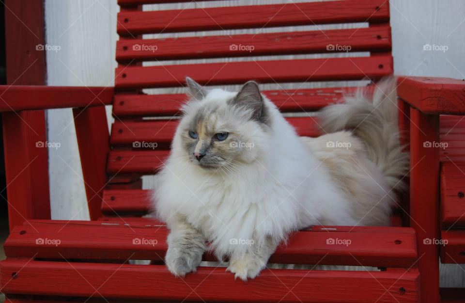 Ragdoll cat lying in chair