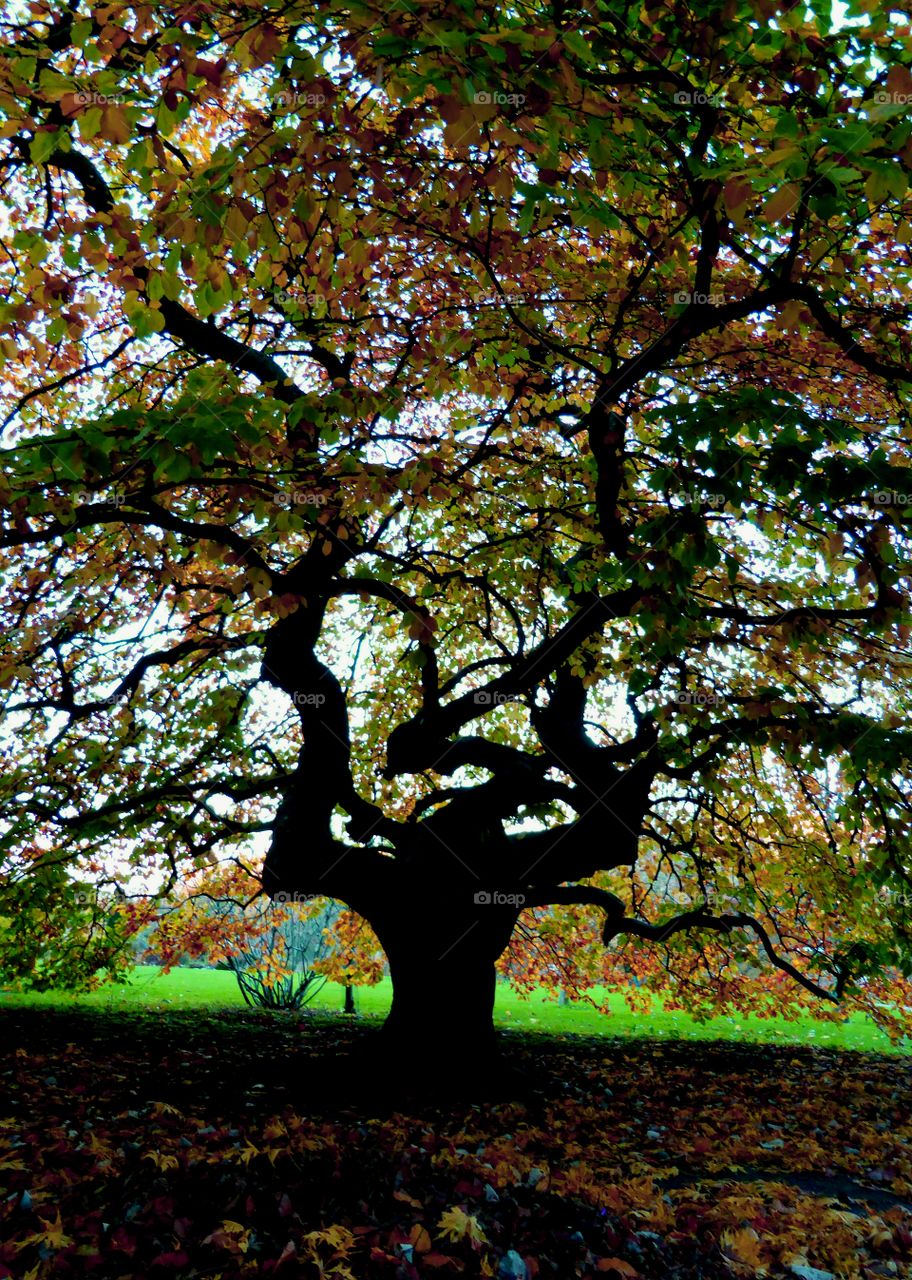 Amazing tree silhouette