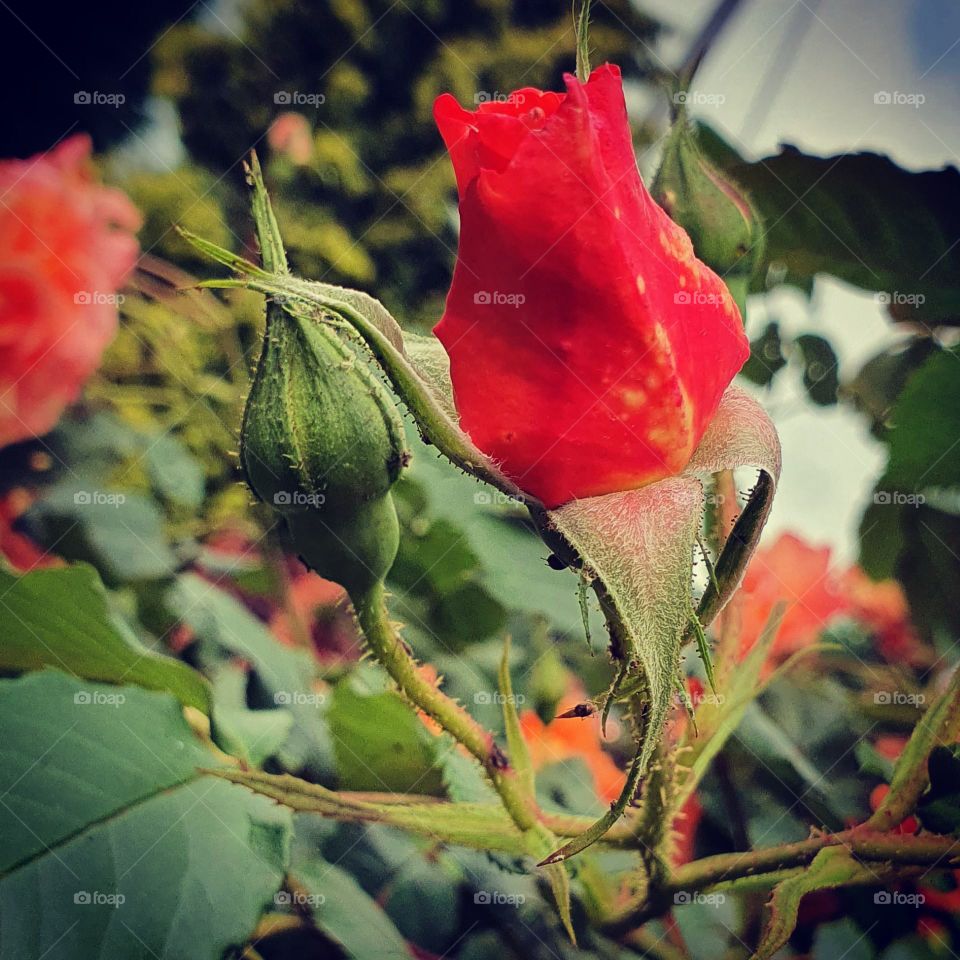 piękna róża lato