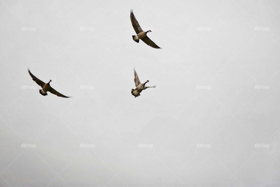 Canadian Geese Flight