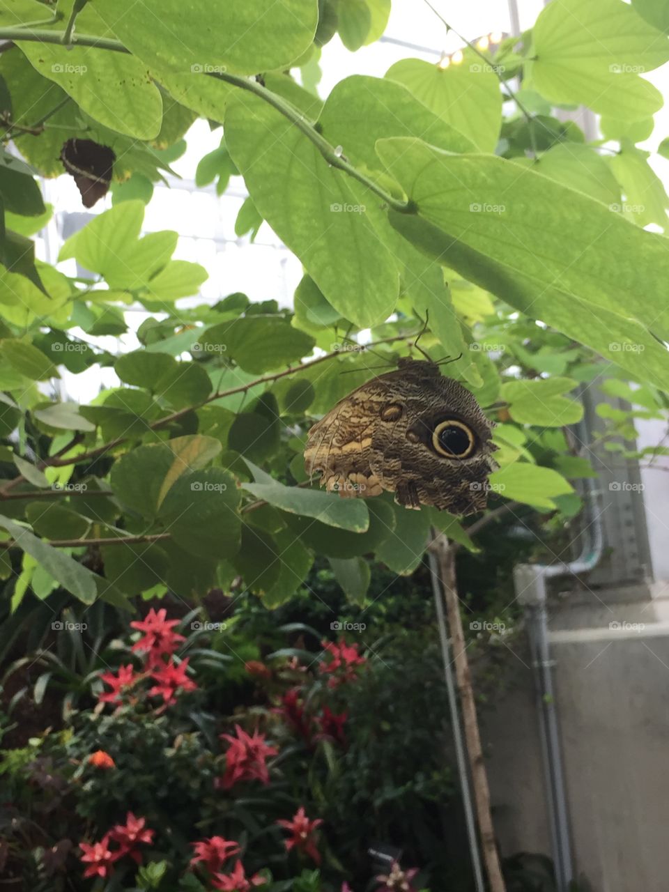 Green and Lush Rainforest. Flying Butterfly, Gorgeousness, Beauty, Hope, Light, Freedom, Kindness, open air, Home, A place to wear your hat, a place to feel like you belong, attachment, yellow and black beauty, Owl, Tiny hiding wing