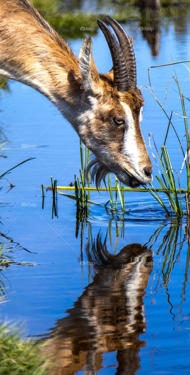 At the countryside, this goat its very thirsty .She look into the water and see another goat .
maybe she like the mirror ?