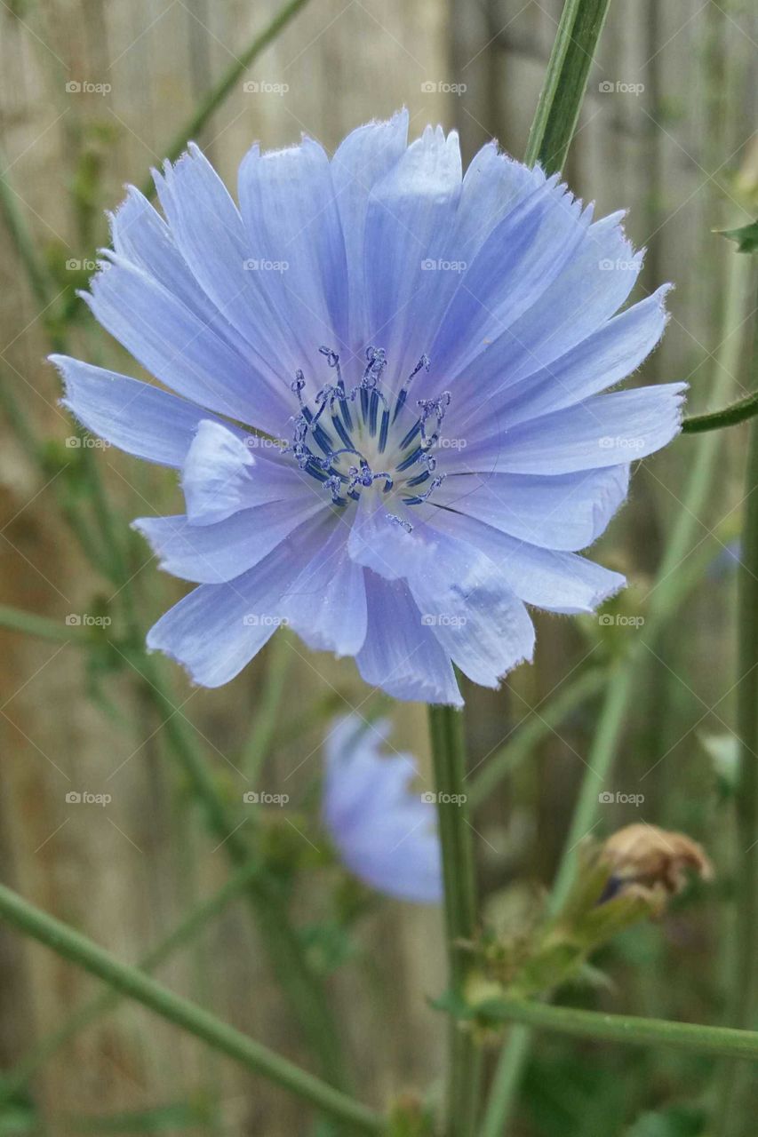 wild blue flower