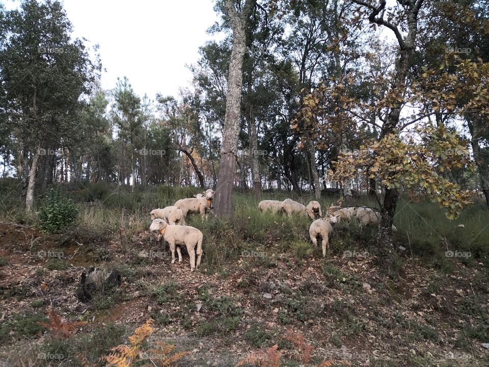 Sheeps, Trees, Nature, Castelo de Vide, Portugal