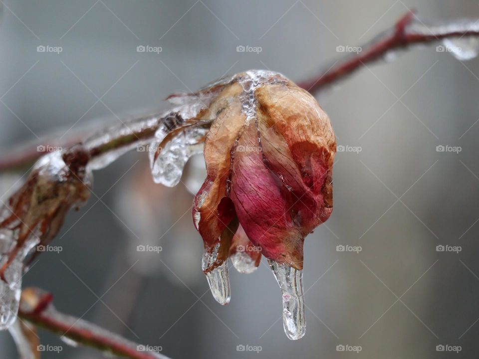 Flower icicle