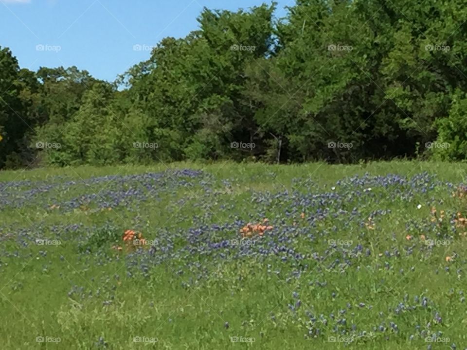 Texas Bluebonnets