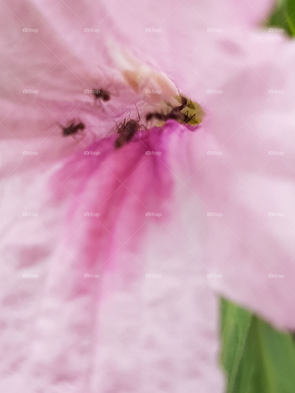 Flower, Nature, Flora, No Person, Garden