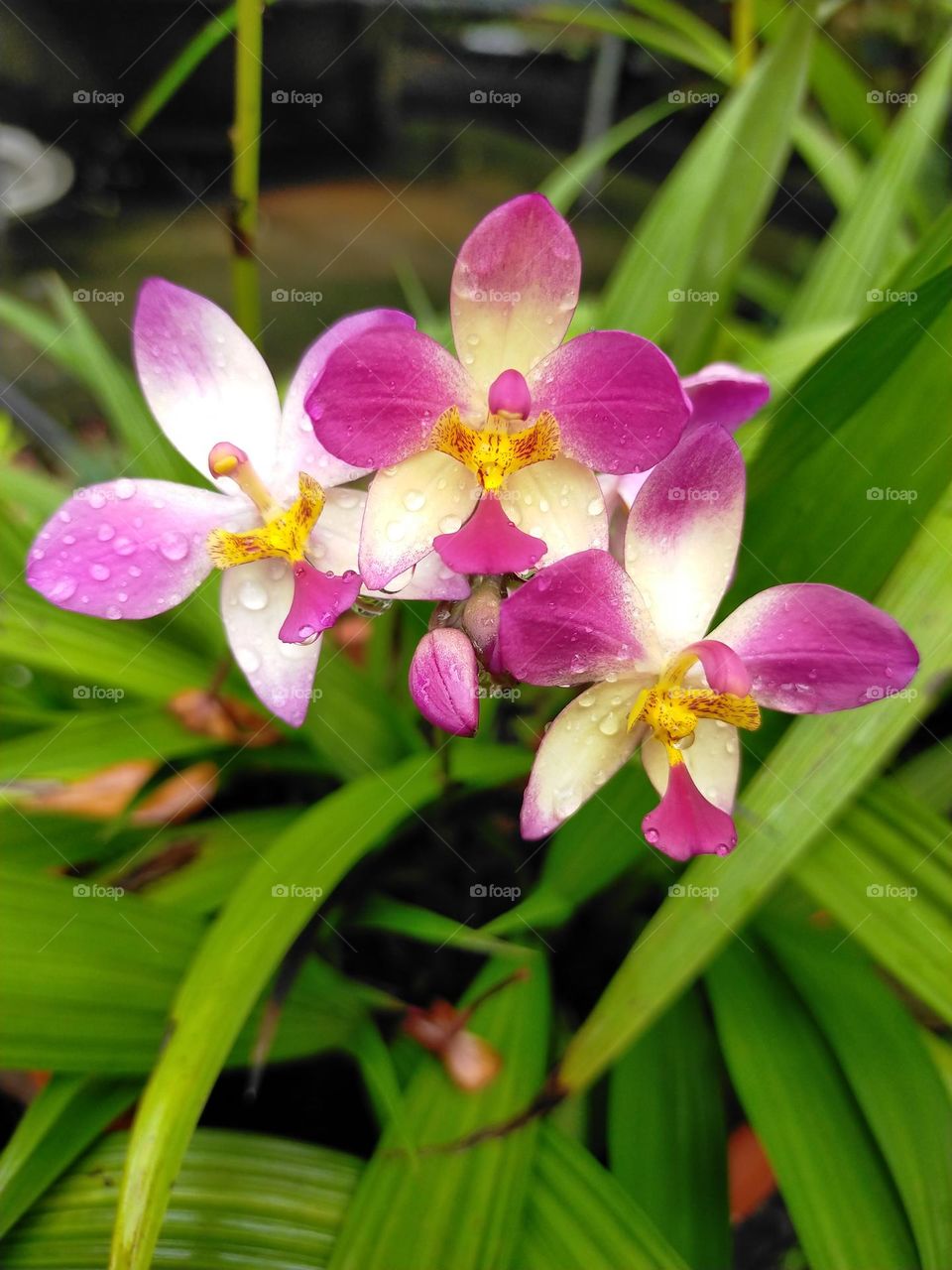 beauty that express, calms and relaxing