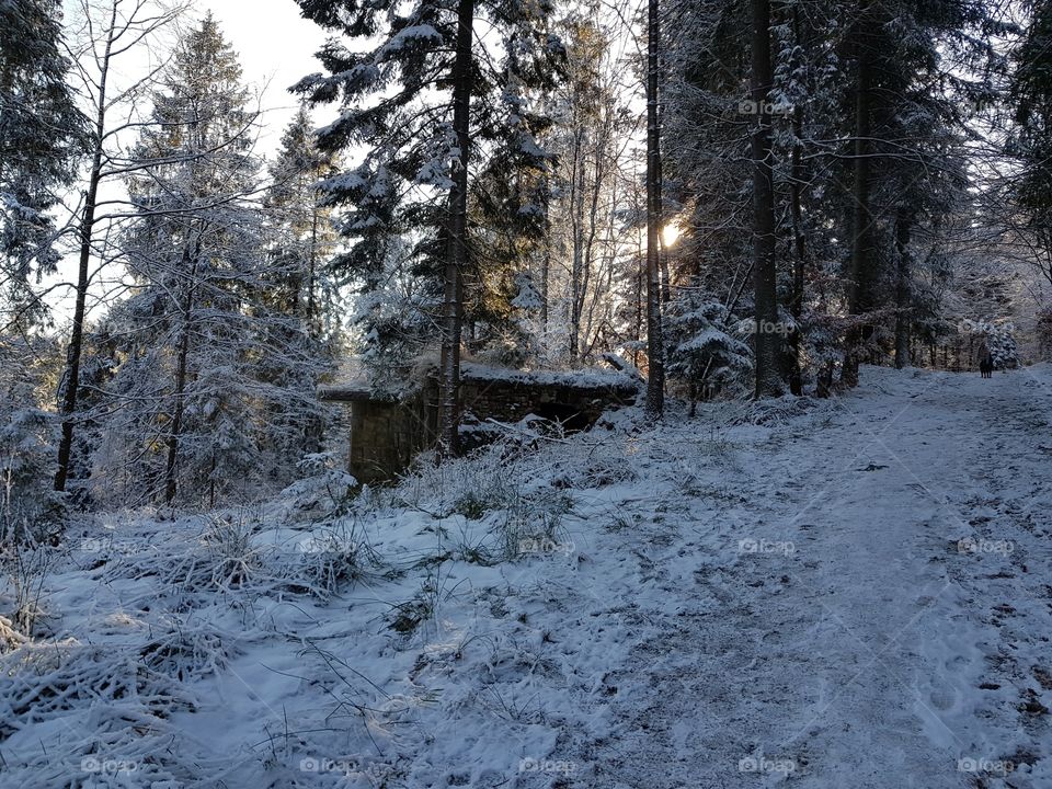 Winter in forest
