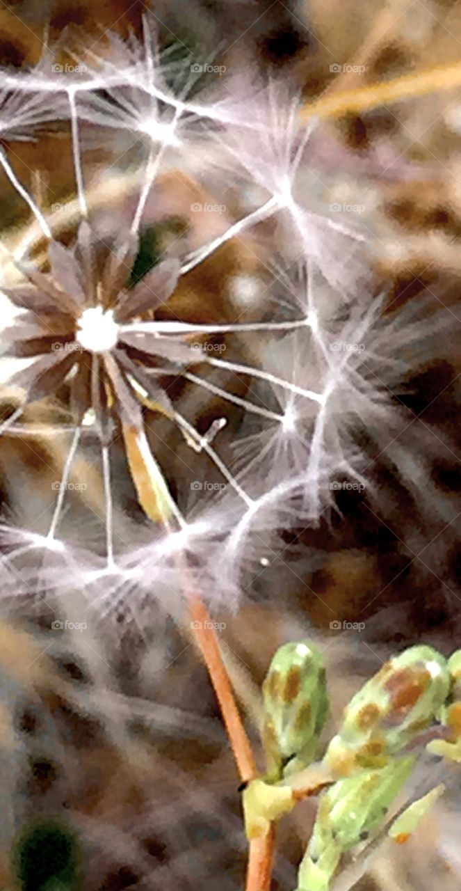 Fuzzy wishes and future buds 