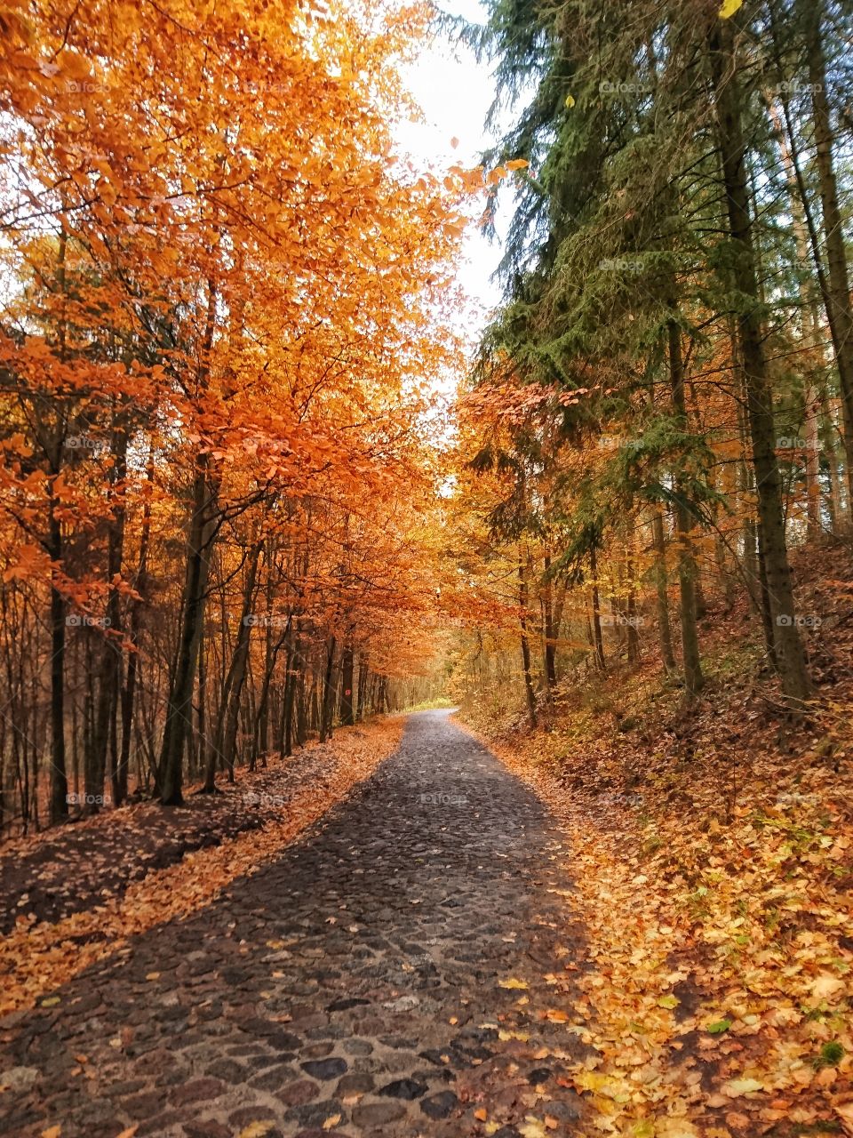 Trees in forest during autumn