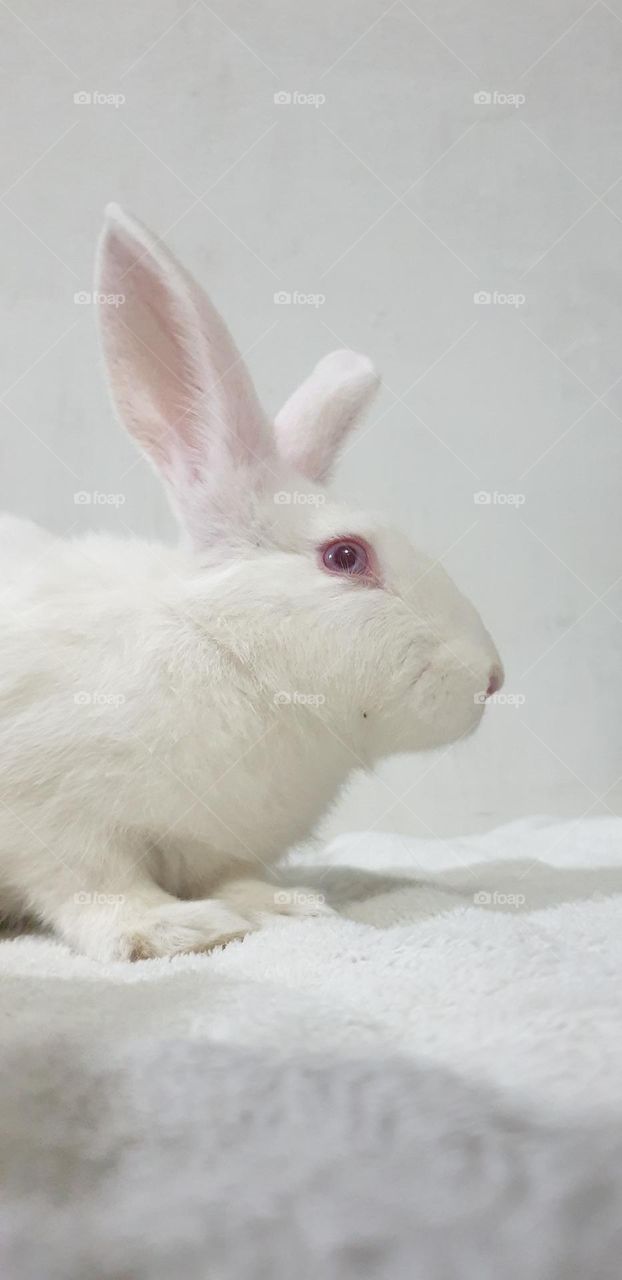 Beautiful rabbits, nose comica red eyes, gray and white snow, delicate, curious, big and long, very curious and funny ears