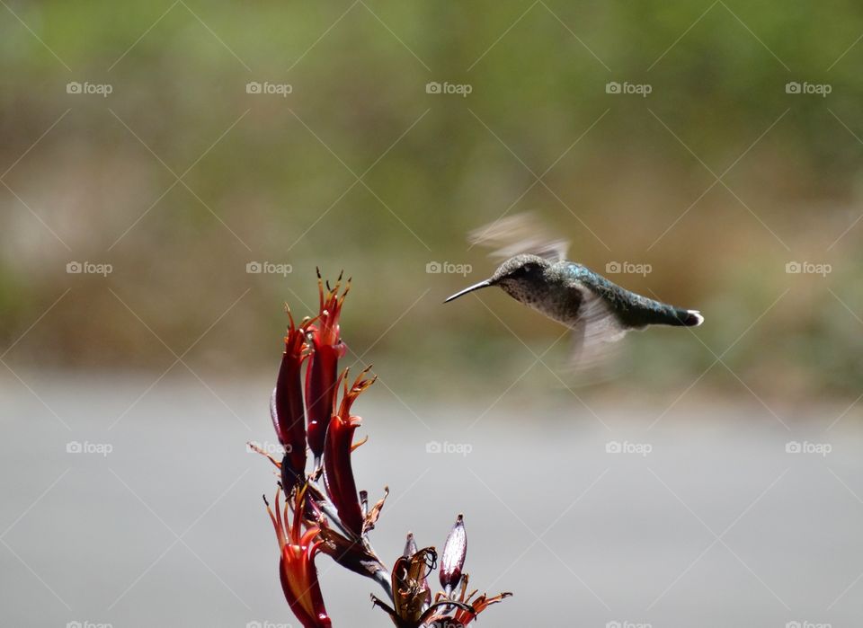 Hummingbird Feeding On Nectar