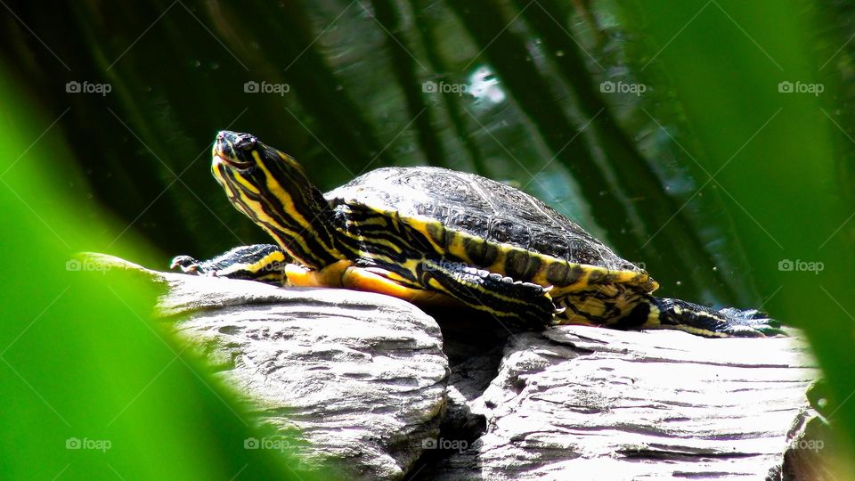 Turtle