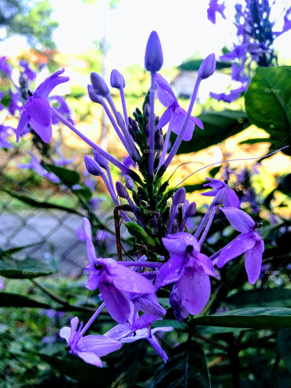 Flower from my garden...bright purple...