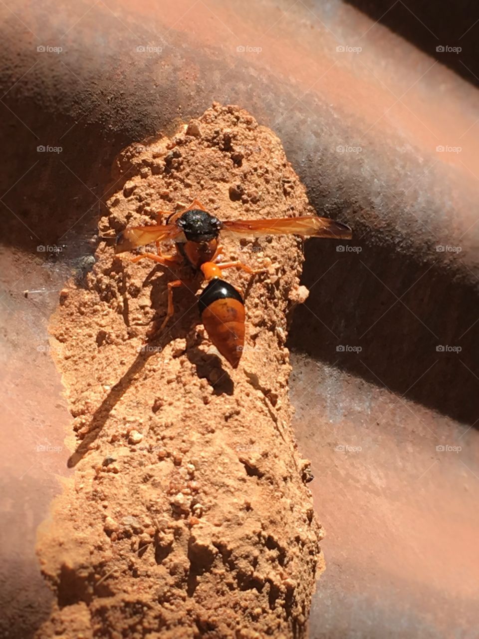 Dauber wasp feeding larvae in mud nest