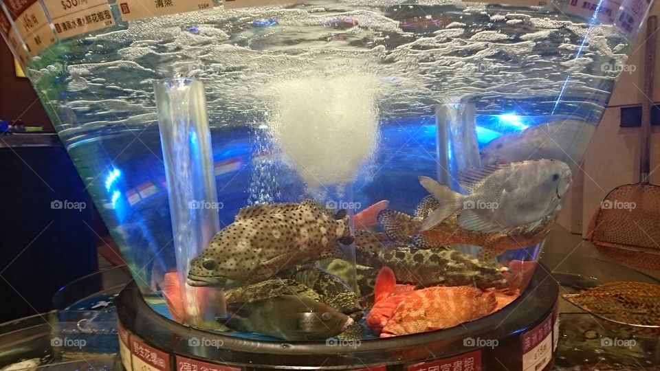 the live sea water fish in the aquarium, display for cooking.  the JIN YUE XUAN restaurant one among the famous reataurant in Macau offers the live fish for cooking to the guest,. the guest will only choose  the  fish he likes and wait, then the staff prepare fir them,