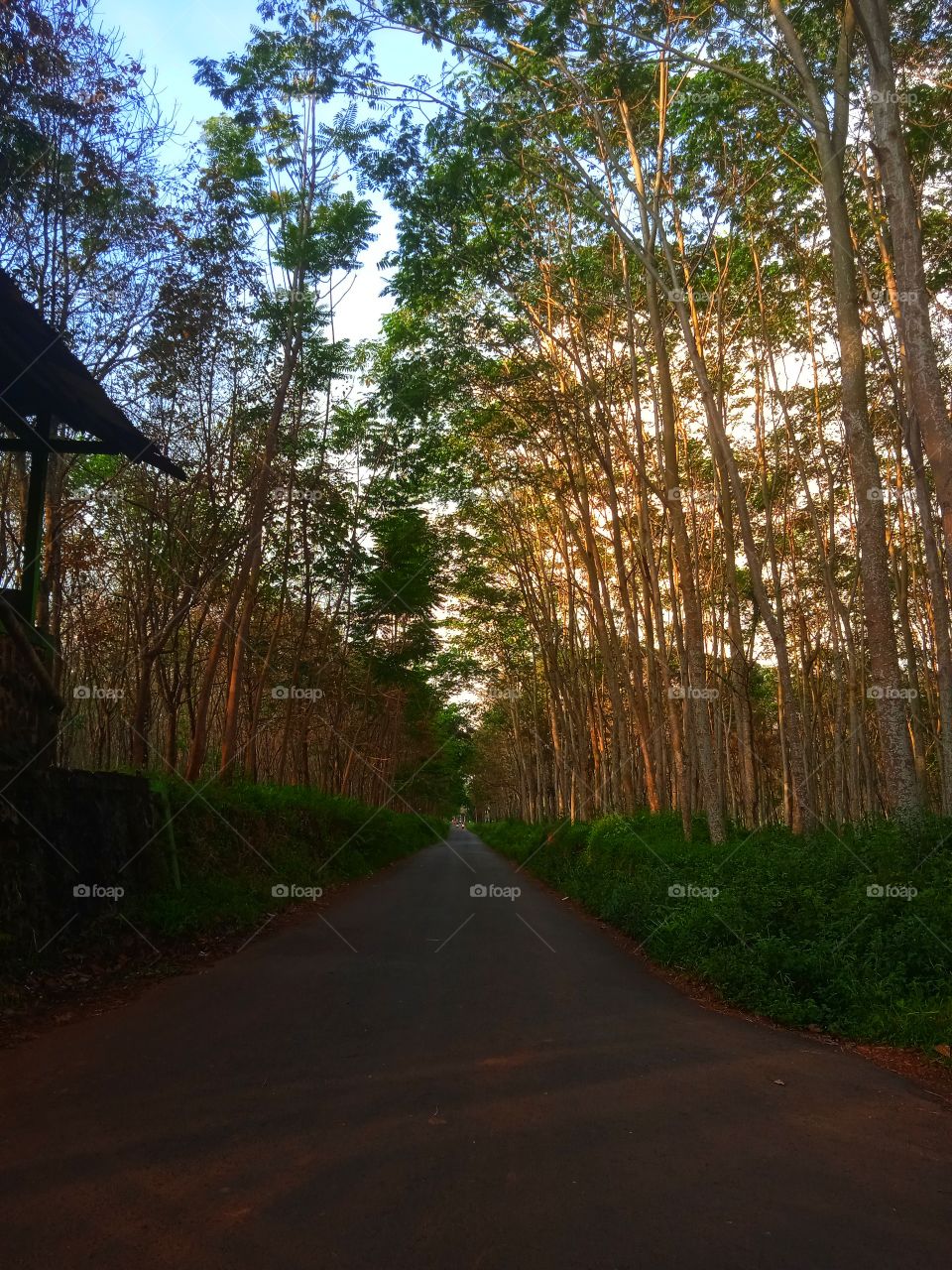 Afternoon at the rubber plantation