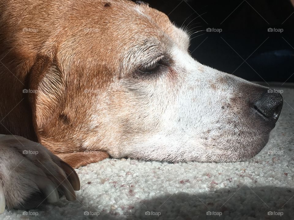 Beagle/hound mix