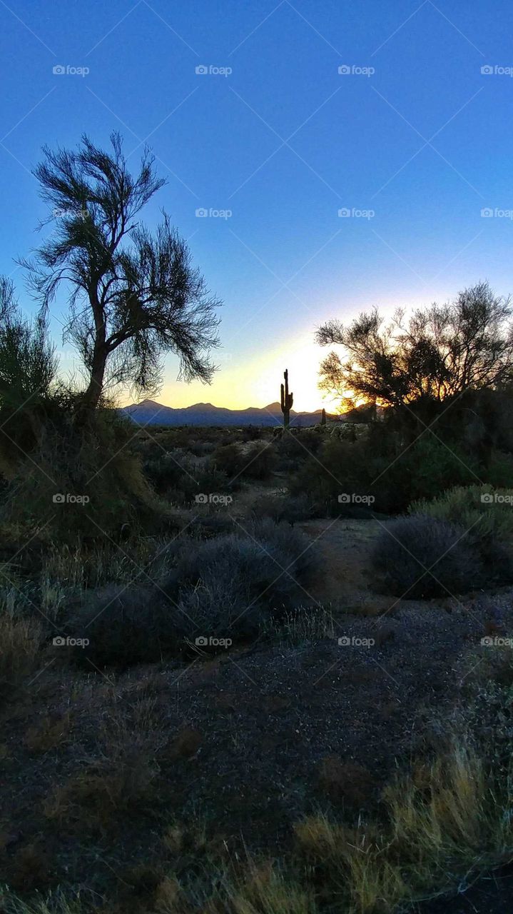Early evening shadows in the desert sunset.
