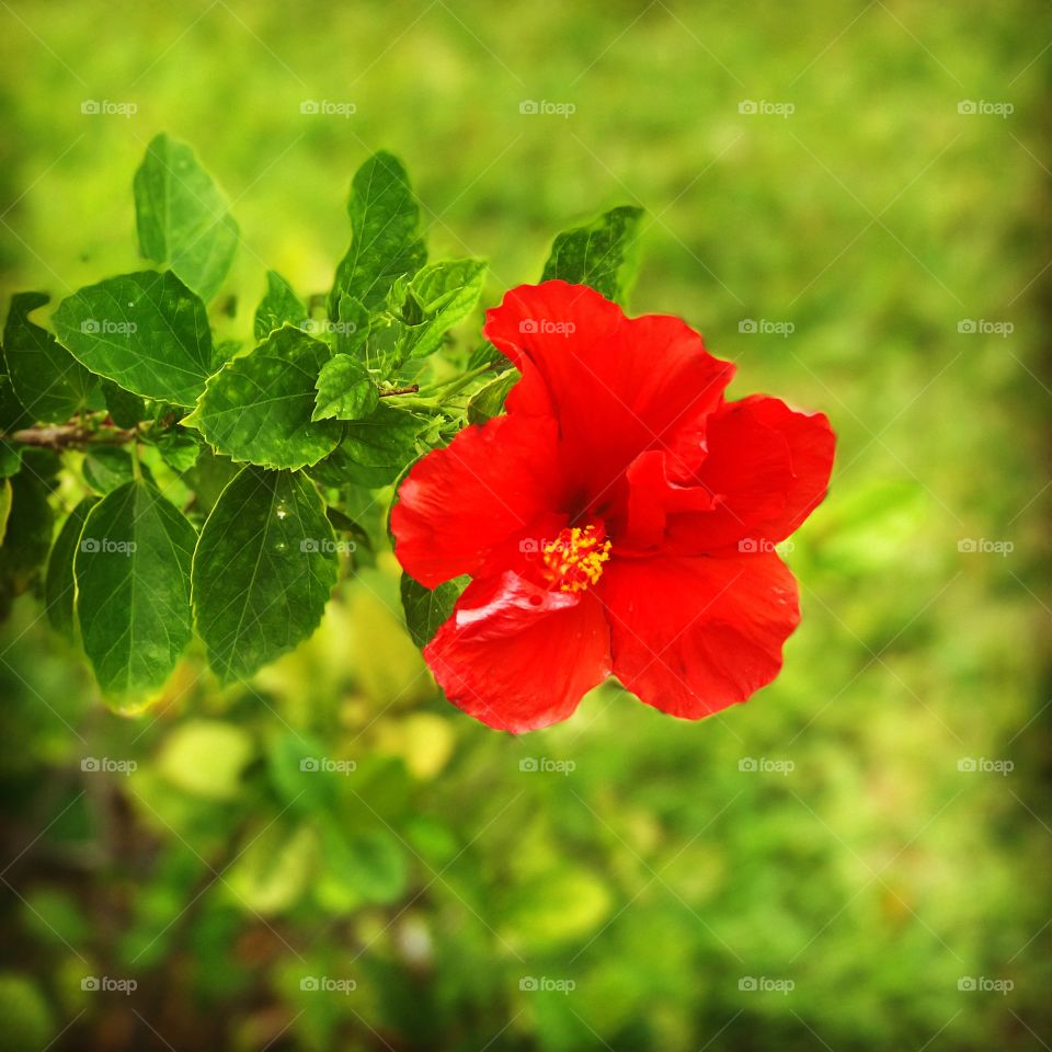 Red Hibiscus