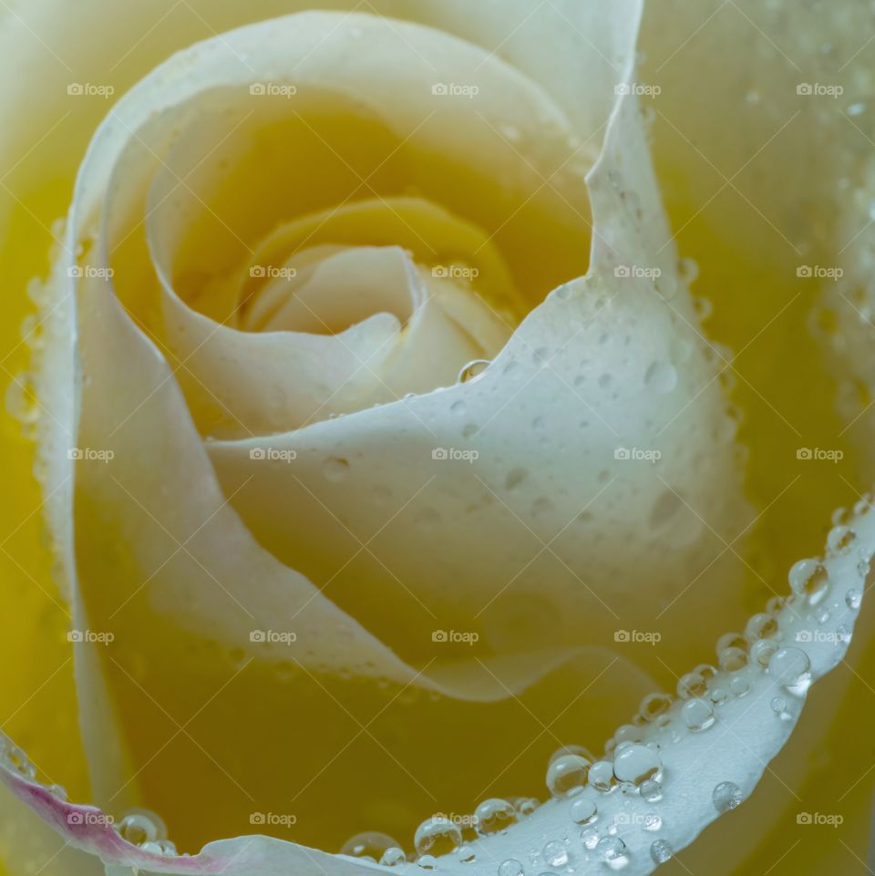 Extreme close-up of white rose