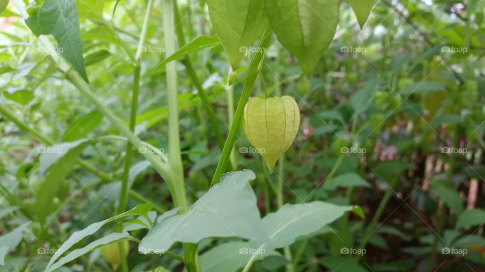 ciplukan is the name of a type of small fruit, which when ripe is covered by an enlarged flower petal. This fruit is also known by various regional names such as cecenet or cecendet, nyurnyuran, and kopok-kopokan.