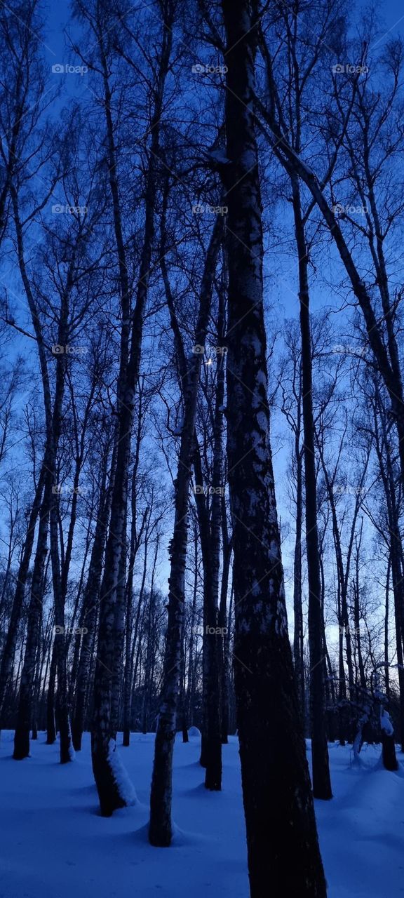 Moon breaking through birch branches