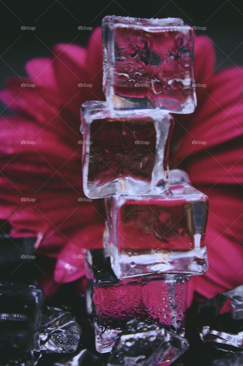 Flower and ice