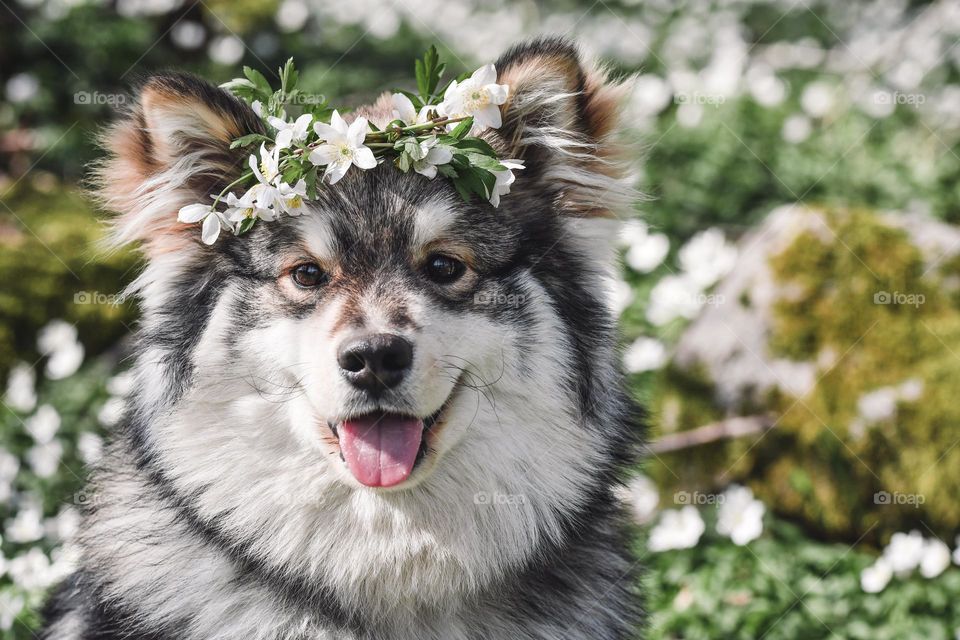 Portrait of a young Finnish Lapphund wearing flower wreath