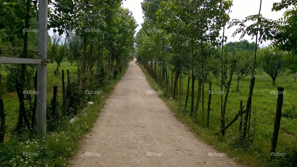 Green Tunnel