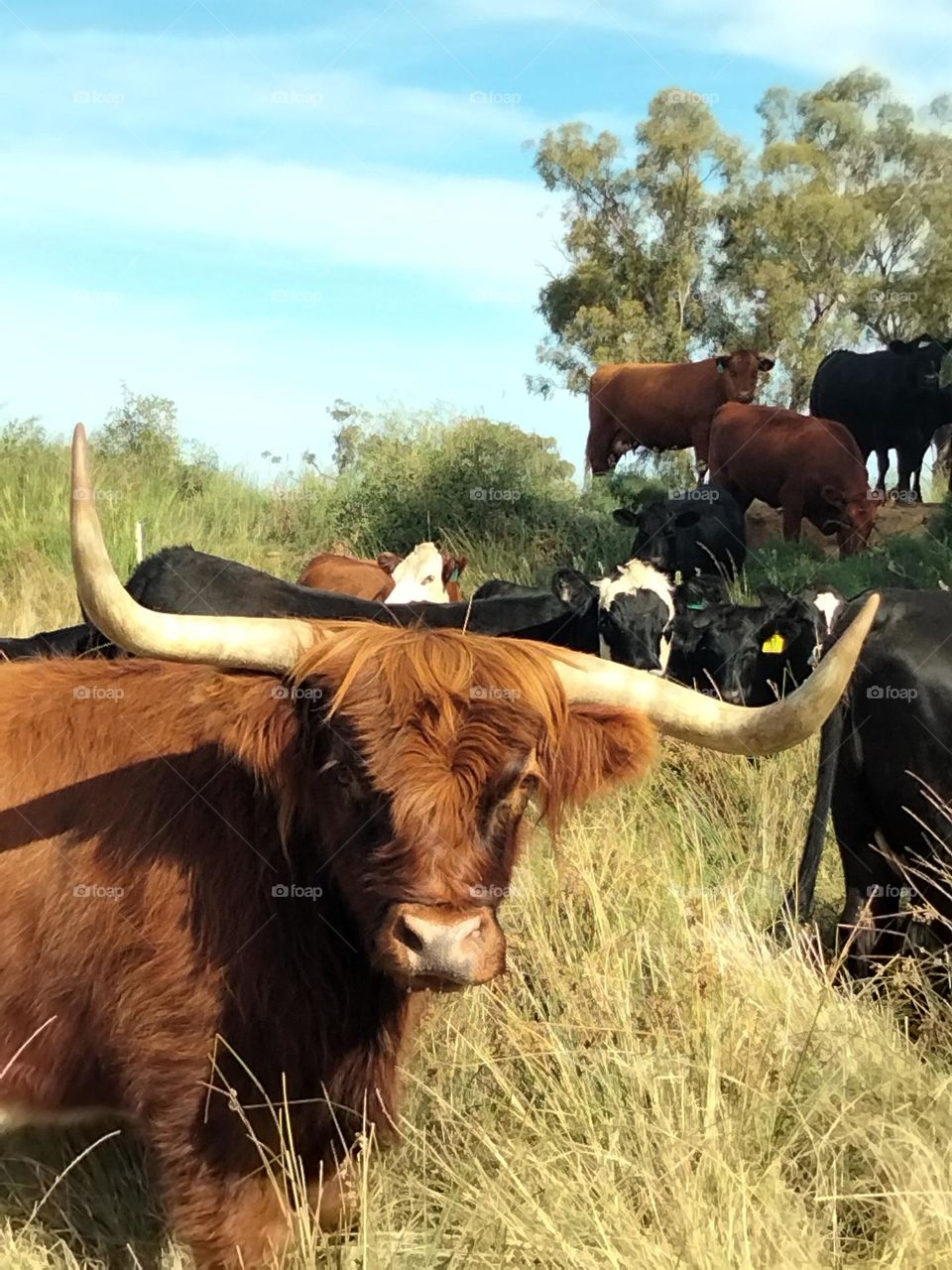 A Scottish Highlander cow with his friends in a paddock. photograph taken into Tooraweenah New South Wales Australia.