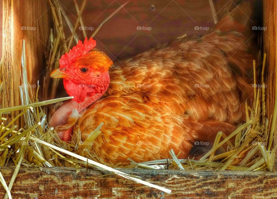 Rooster guarding the henhouse