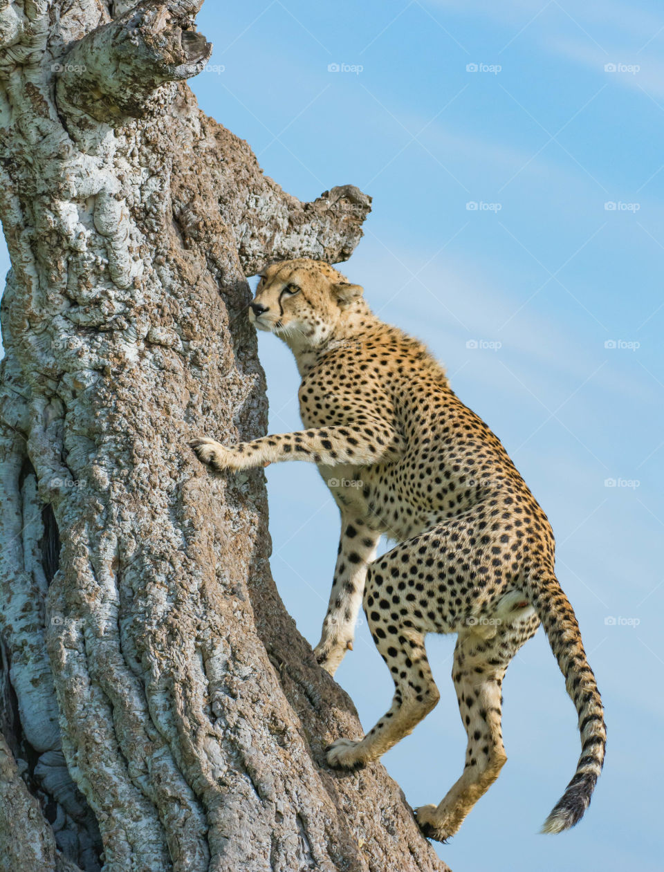 Cheetah (Acinonyx jubatus)_Maasai Mara