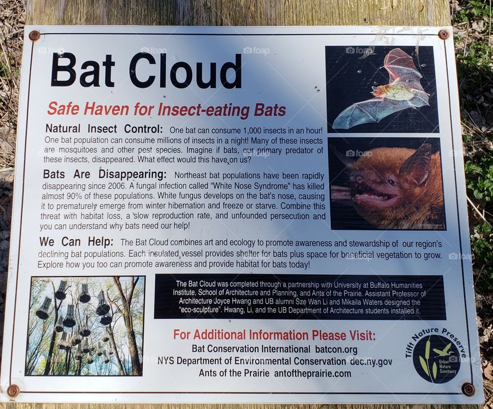 bat