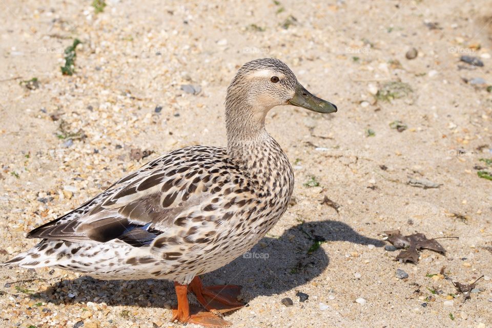 Female Mallard duck on beach 