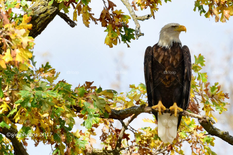 Bald Eagle in Oak Tree