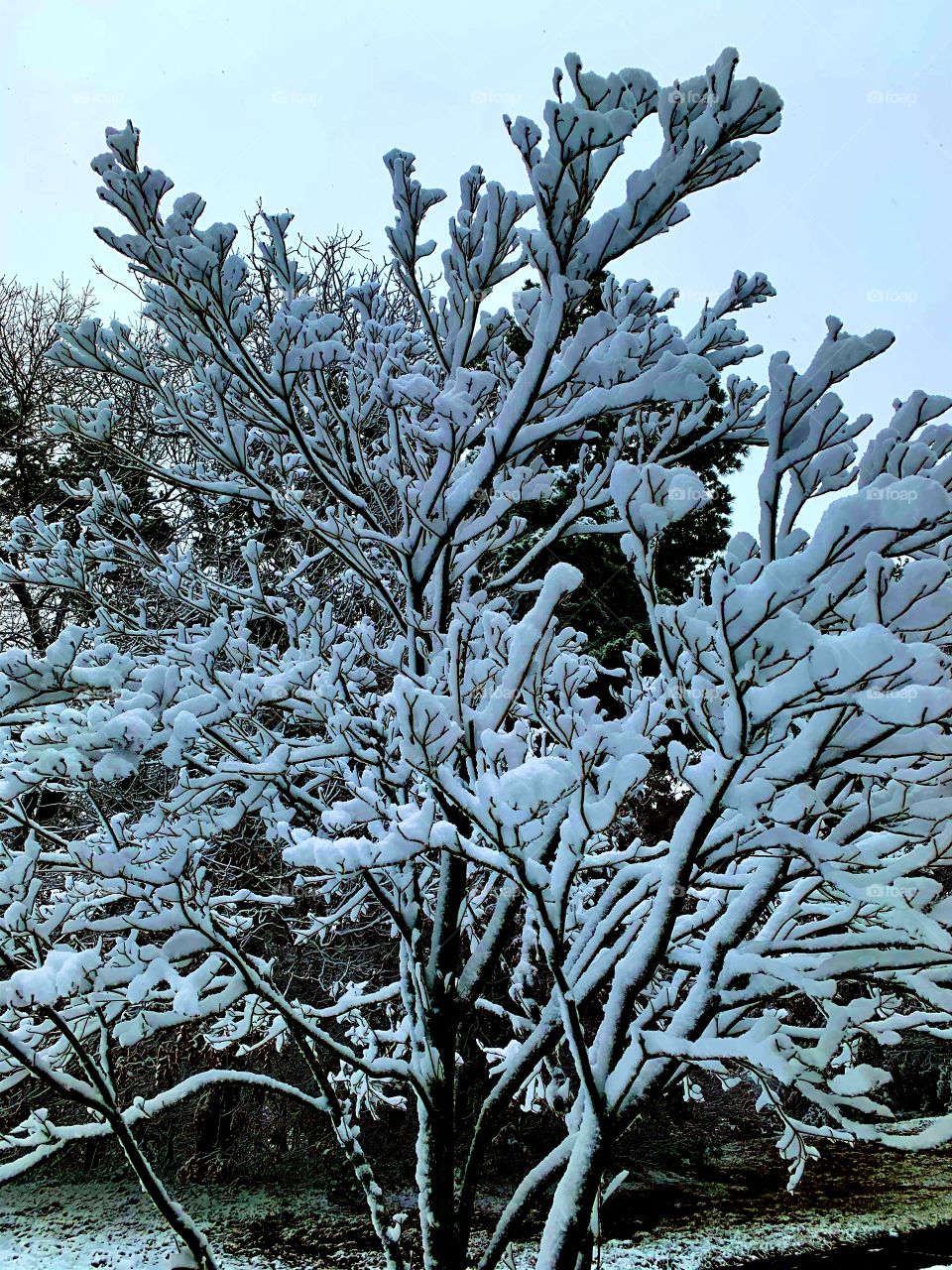 a snow covered tree on a winter’s day