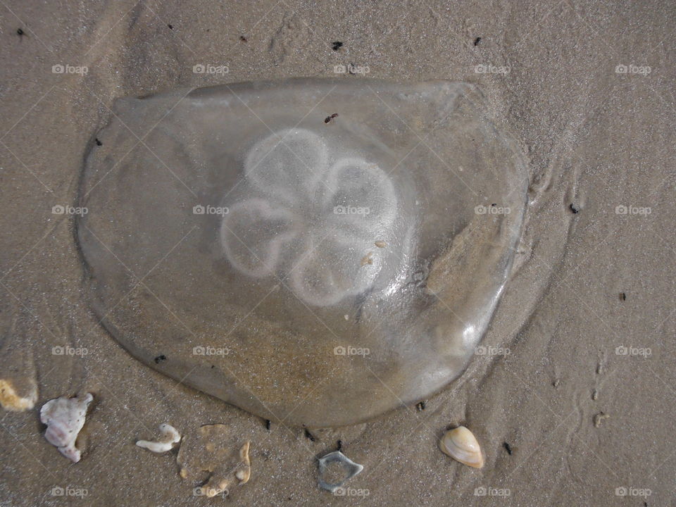 jelly fish