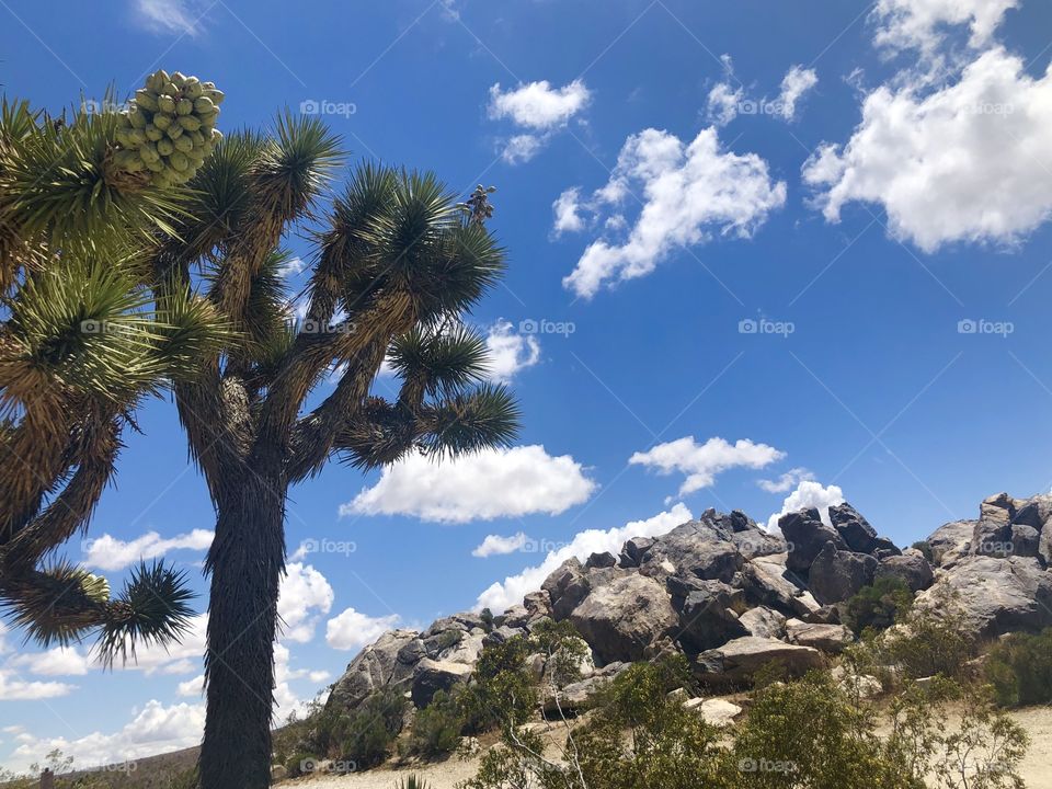 Desert Joshua Tree & Rock Hill
